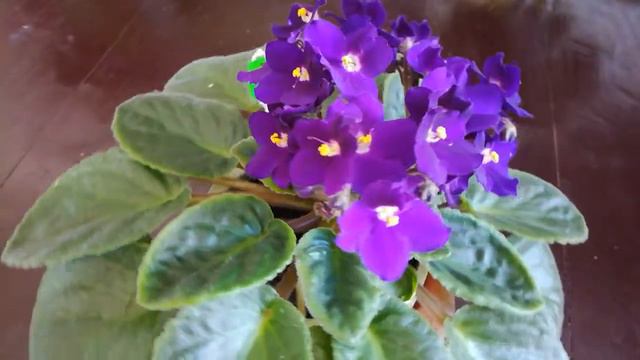 Сорт Орхидея. смотреть онлайн