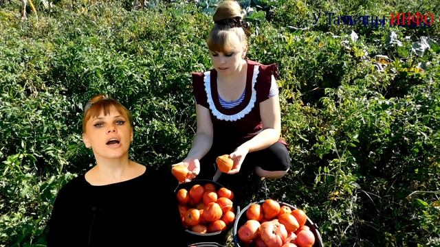 Почему у ТОМАТОВ опадают ЦВЕТЫ и ЗАВЯЗИ? смотреть онлайн