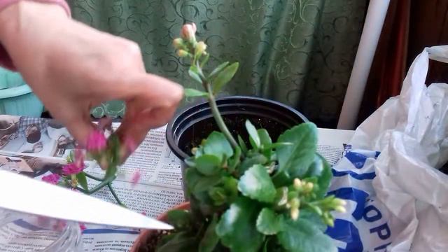 Как сохранить каланхое купленое в магазине. смотреть онлайн