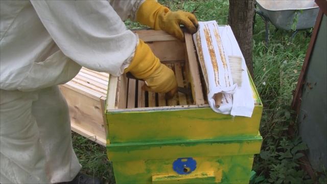 Улей на дереве Фиаско смотреть онлайн