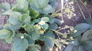 Ремонтантная клубника. Как получить большой урожай ее?