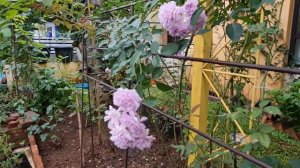 Rainy Blue Rose "lagi"