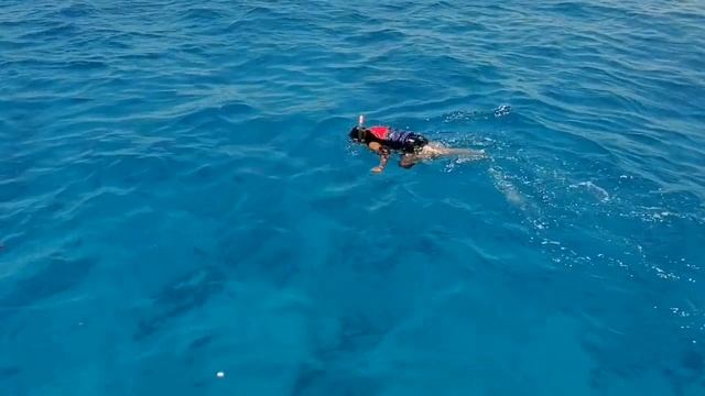 Египет 2021. Райский остров в Красном море. Экскурсия на яхте. Египетские Мальдивы. Канал Тутси Вло смотреть онлайн