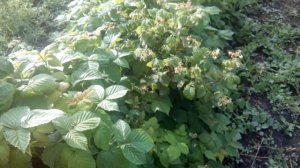 Быстрая подкормка малины нитроаммофоской