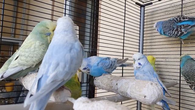 Попугаи дерутся! Как заставить попугая пить витамины? смотреть онлайн