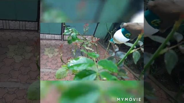 midnight blue rose, nursery secret fertilizer and care смотреть онлайн