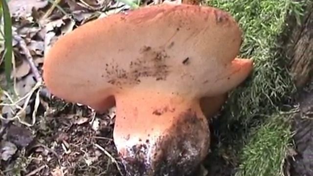 Fistulina hepatica pstřeň dubový смотреть онлайн