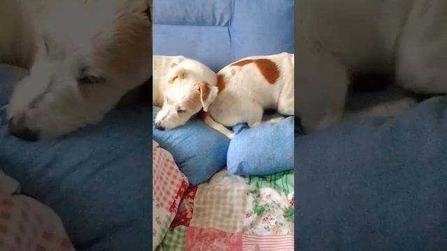собаки 🐶#друзья #джекрасселтерьер#вместе смотреть онлайн