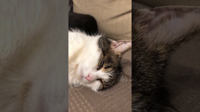 Кошка Даша спит с открытыми глазами /1 смотреть онлайн