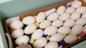 Инкубатор Матрица Дели. Инкубация гусиного яйца