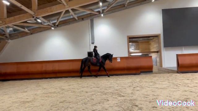 уроки выездки на лошаде конный спорт смотреть онлайн