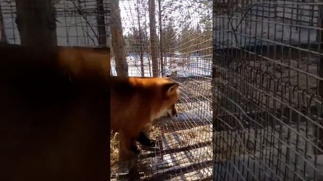 Лис Фоксик Олений берег смотреть онлайн