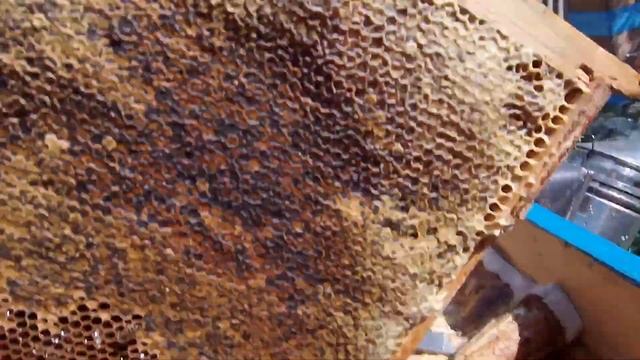 Последние «дадановские» рамки на моей пасеке. смотреть онлайн