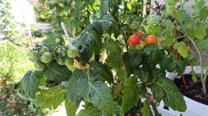 ?Ранние томаты черри Колибри и Корейский стелющийся?