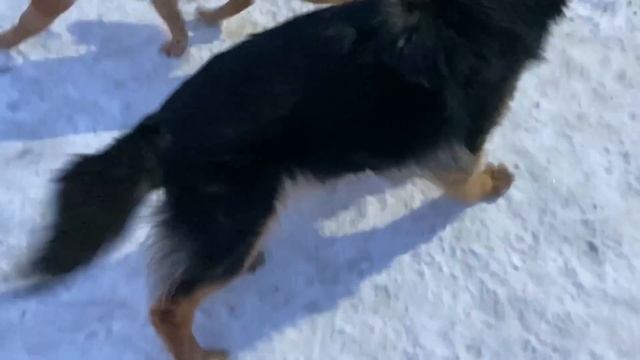 ВЗЯЛ ЕЩЕ ОДНУ ОВЧАРКУ