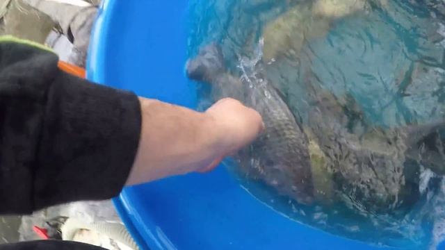 Тиляпия нильская крупные самцы смотреть онлайн