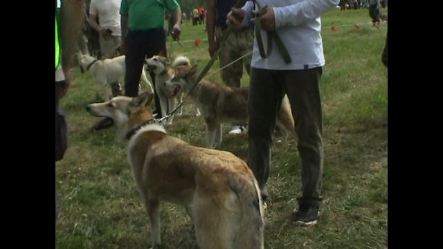 XIII Всероссийская выставка охотничьих собак. Суки ЗСЛ, мл.группа смотреть онлайн