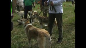 XIII Всероссийская выставка охотничьих собак. Суки ЗСЛ, мл.группа