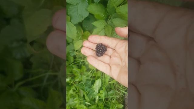 4 сентября 21 г. малина и ежевика на северо-западе Подмосковья смотреть онлайн