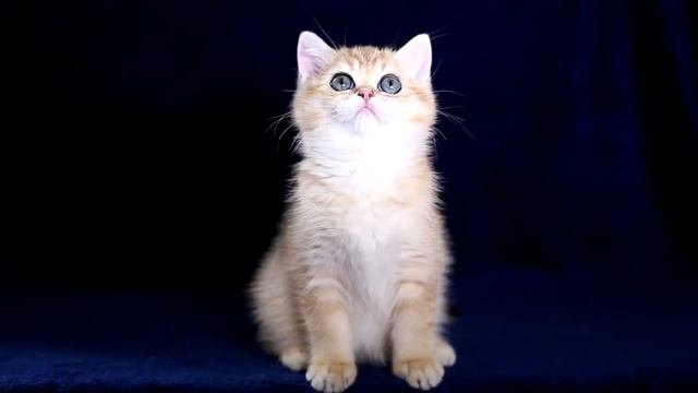 Холли Долли смотреть онлайн