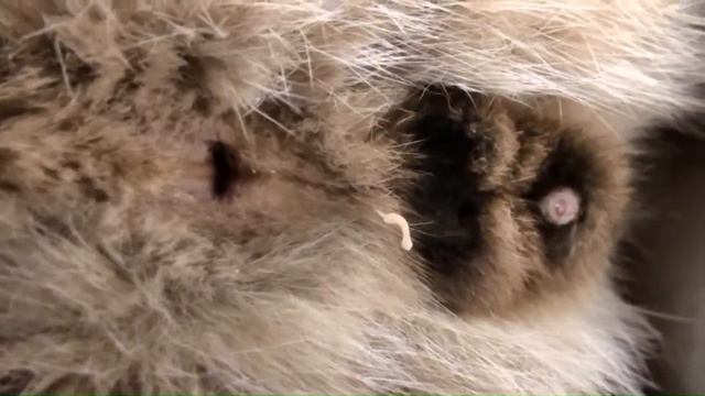 The amazing tapeworm segment смотреть онлайн