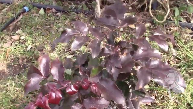 МАГОНИЯ ПАДУБОЛИСТНАЯ РАЗМНОЖЕНИЕ. смотреть онлайн