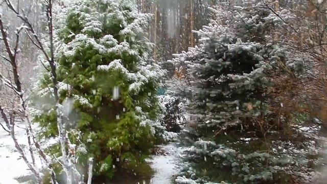 Майский снегопад показывали в новостях на 1 канале/цветы под снегом /прогулка смотреть онлайн