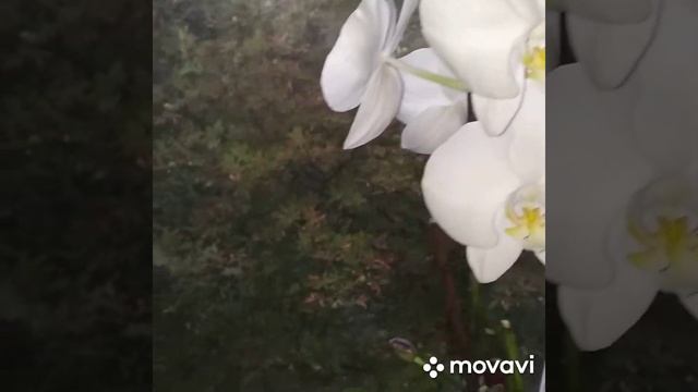 Инжир из косточки через год после посадки и мои орхидеи 25.08.2019 г смотреть онлайн