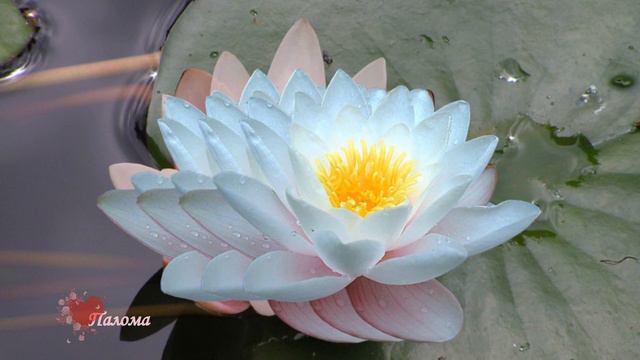 Yakuro.Мир музыки. смотреть онлайн