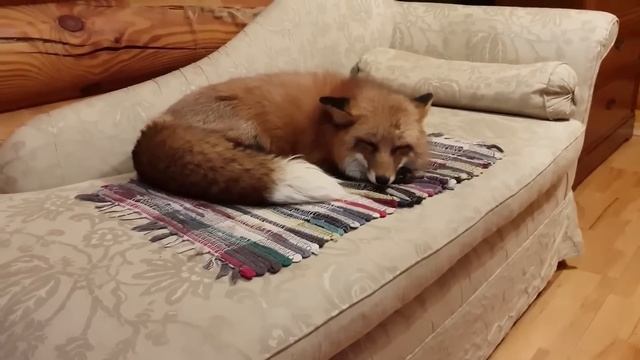 Ли Сяо / Alice the Fox Лиса Алиса (В поисках места отдыха!!) смотреть онлайн