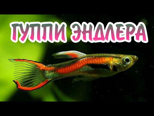 ГУППИ ЭНДЛЕРА. СОДЕРЖАНИЕ И РАЗВЕДЕНИЕ В АКВАРИУМЕ смотреть онлайн