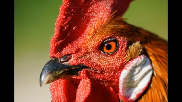 Катя С.А.Д. смотреть онлайн