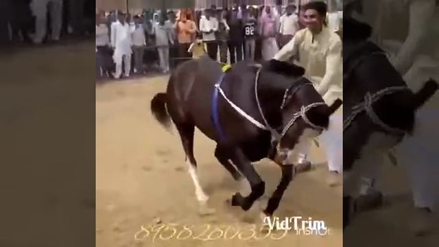 Какая лошадь:) смотреть онлайн