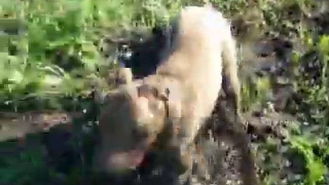 Грязные игры хаски и питбуля смотреть онлайн