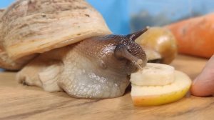 Улитка ахатина против лезвия бритвы! Я должен это проверить!