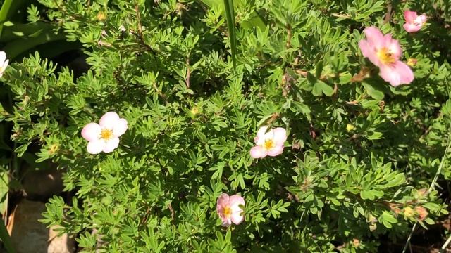 ?МОЁ ЛЕТНЕЕ УТРО/ДАЧА/MY SUMMER MORNING смотреть онлайн