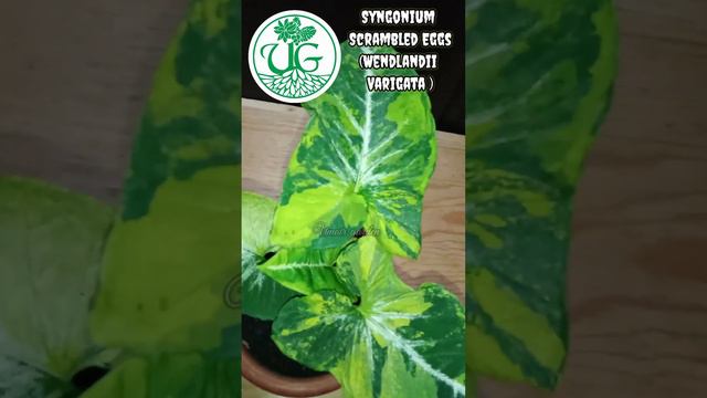 Syngonium Scrambled Eggs (Syngonium Wendlandii Varigata )