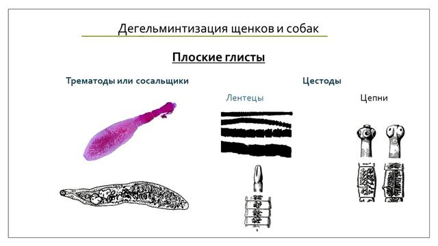 Какие бывают глисты у собак и щенков. Симптомы глистной инвазии смотреть онлайн