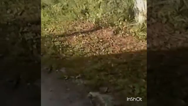 перепела песню интонации прости. смотреть онлайн