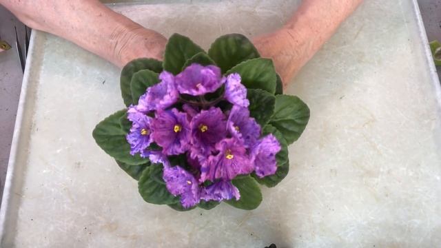 ФИАЛКИ ЦВЕТУТ! Обзор сортов. Blooming African Violets. Types review. смотреть онлайн
