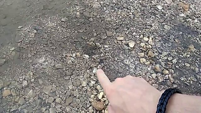 Лягушки в наших сновидениях.mp4 смотреть онлайн