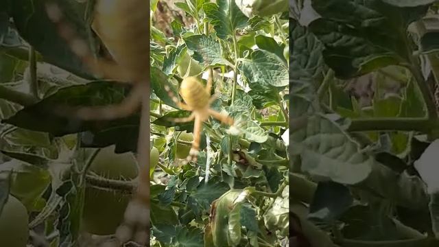 ПАУК - ОСА ЯДОВИТЫЙ, МАССОВОЕ НАШЕСТВИЕ смотреть онлайн