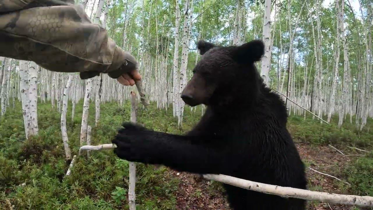 На этот раз Буржуй не застрял. смотреть онлайн