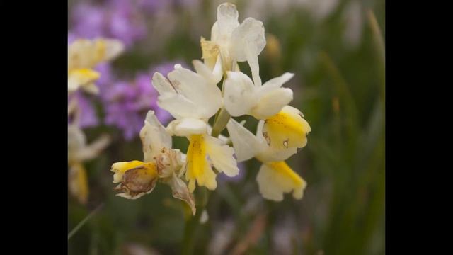 The Aurunci Mountains' orchids and flowers смотреть онлайн