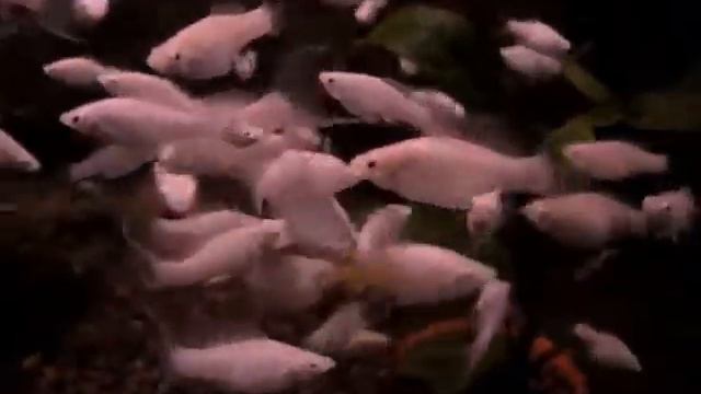 Снежинки и тыква смотреть онлайн