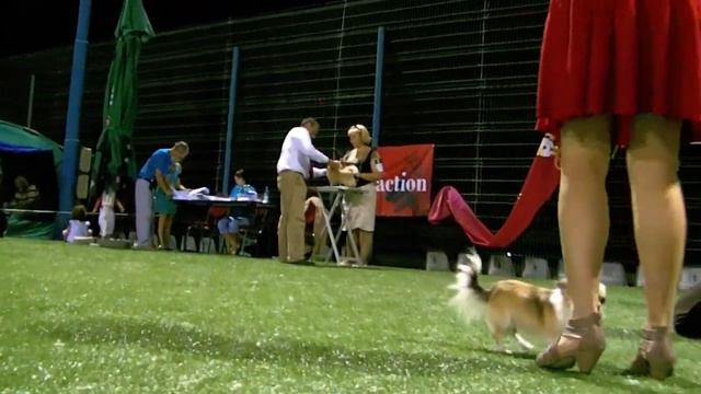 Black Sea Cup Constanta 2011 CACIB смотреть онлайн