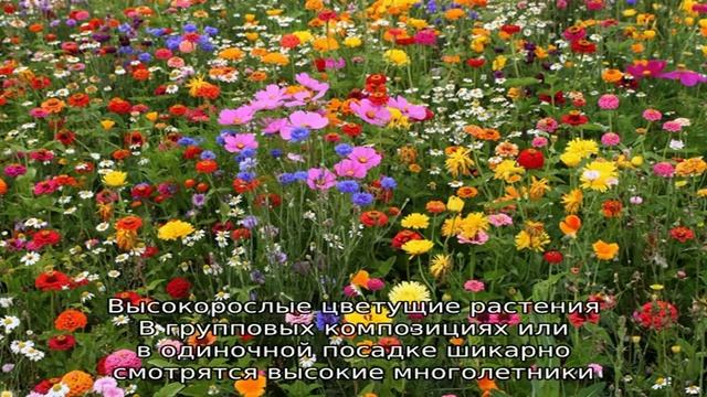 Какие многолетники цветут все лето — подборка растений для летнего сада смотреть онлайн