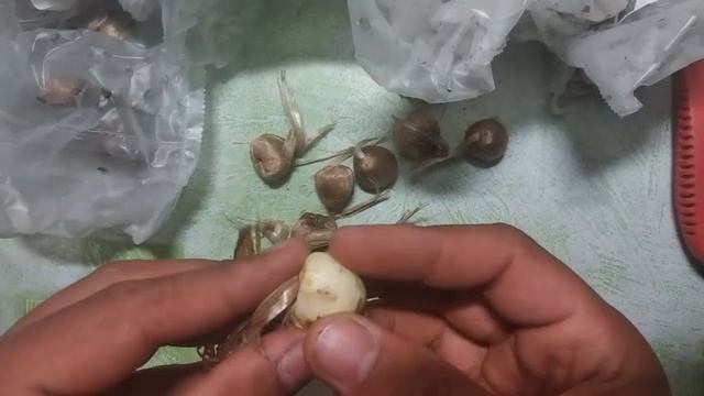 КРОКУС SATIVUS, ШАФРАН. смотреть онлайн