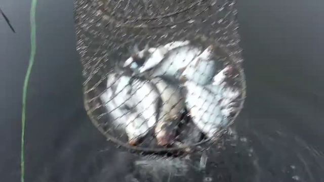 Результат вечерней поплавочной рыбалки 06 05 2022 в Орле под мостом Дружба на реке Ока смотреть онлайн