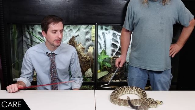 Rattlesnake, The Best Pet Snake? смотреть онлайн